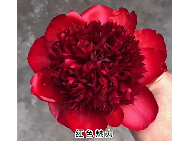 紅(hóng)色魅力 極早期 花徑極大 香味濃 