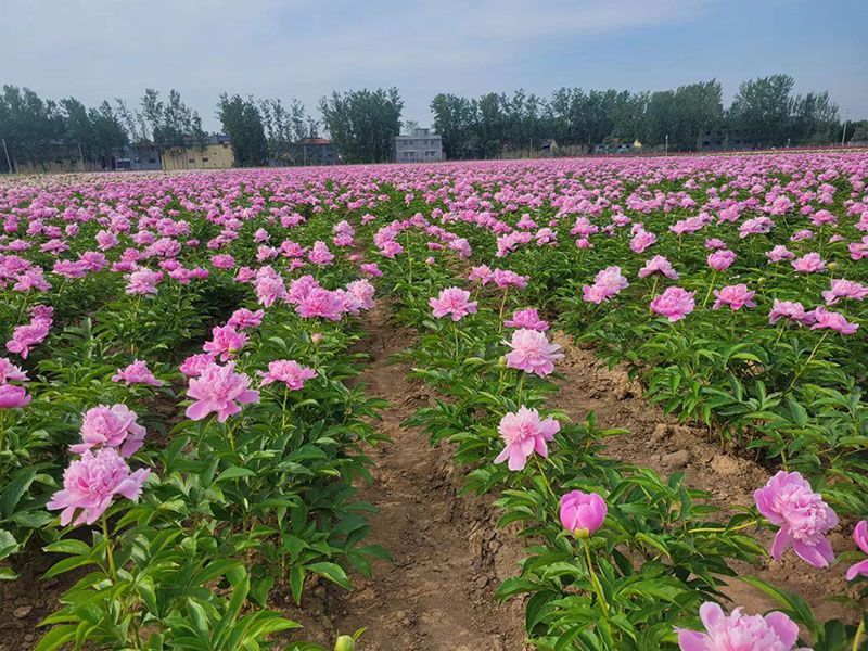 芍藥基地